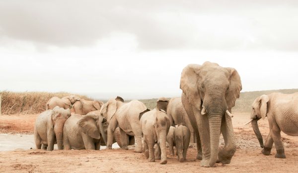 The Remarkable Intelligence of Elephants: A Deep Dive into Their ...
