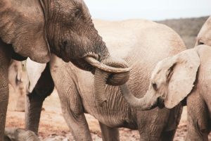 The Remarkable Intelligence of Elephants: A Deep Dive into Their ...