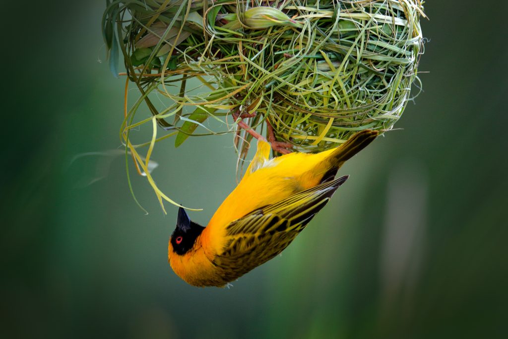 African Southern Masked Weaver building his nest