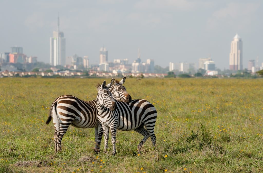Zebra's in Nairobi National Park, Kenya