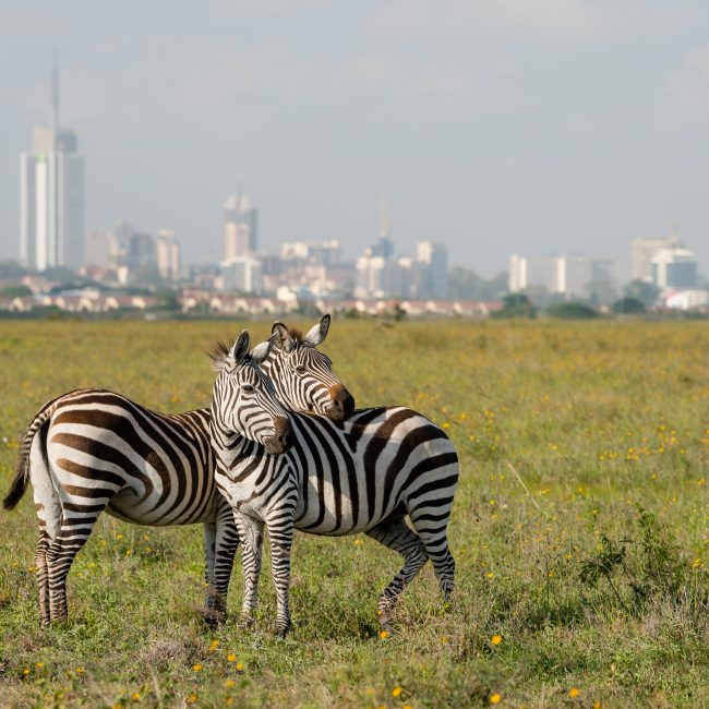 Zebra's in Nairobi National Park, Kenya