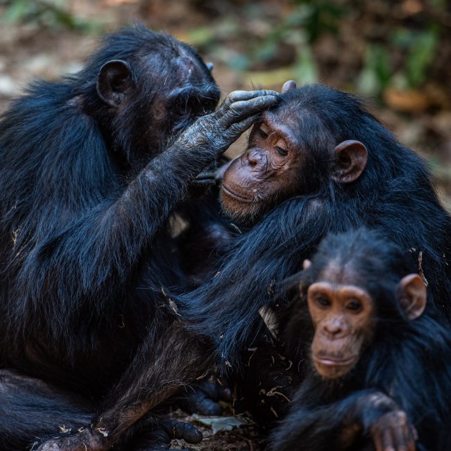 Chimpanzees grooming each other in Gombe National Park