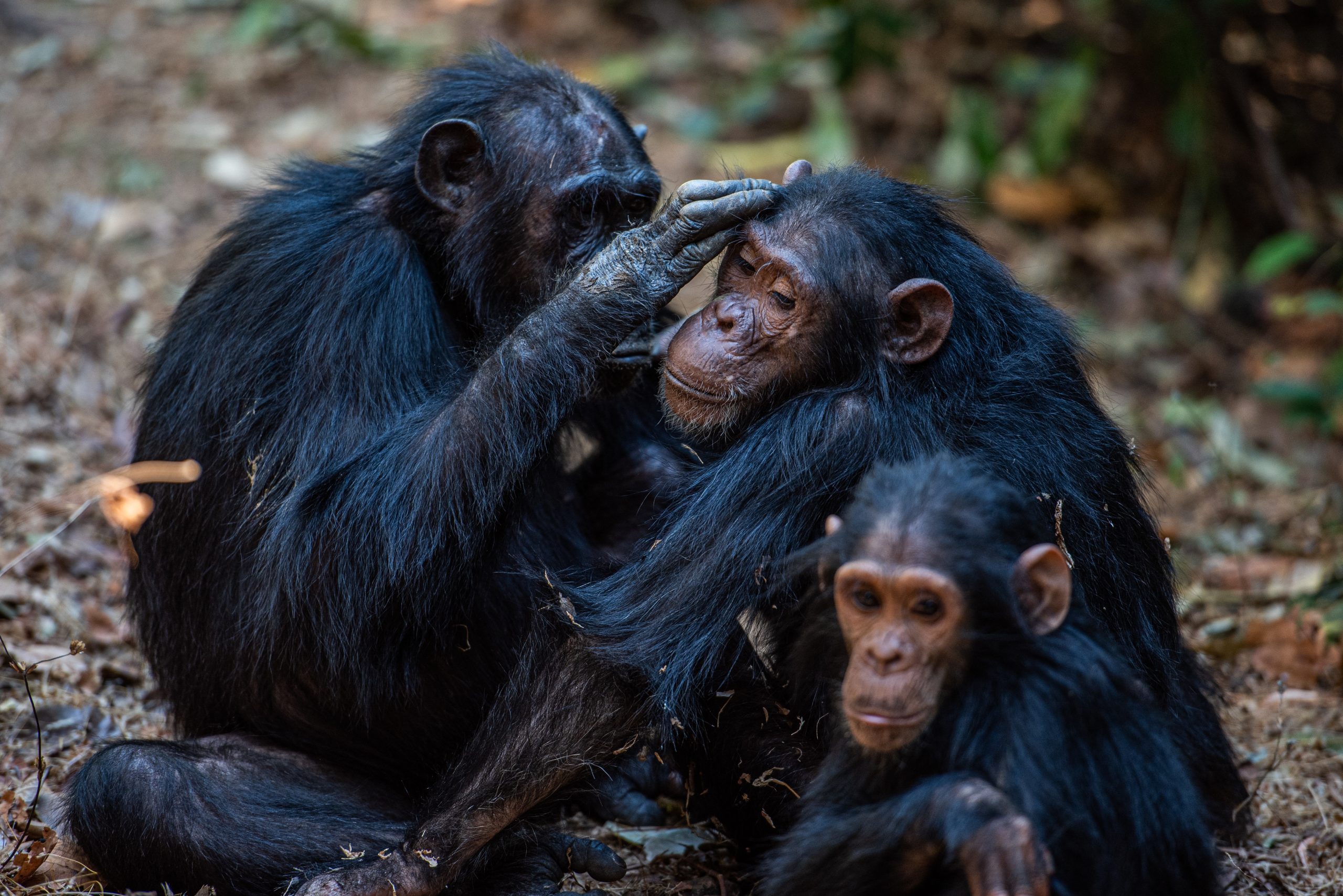 Chimpanzees grooming each other in Gombe National Park